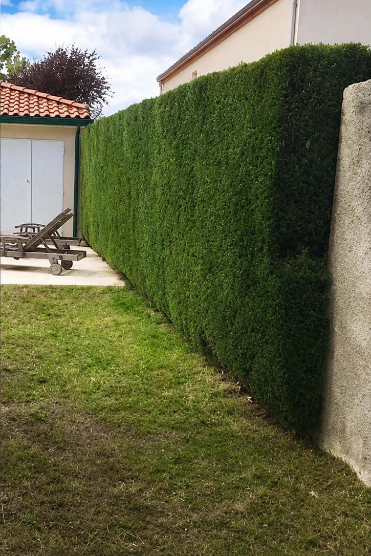 Entretien de jardin à Champagne-sur-Seine - Après