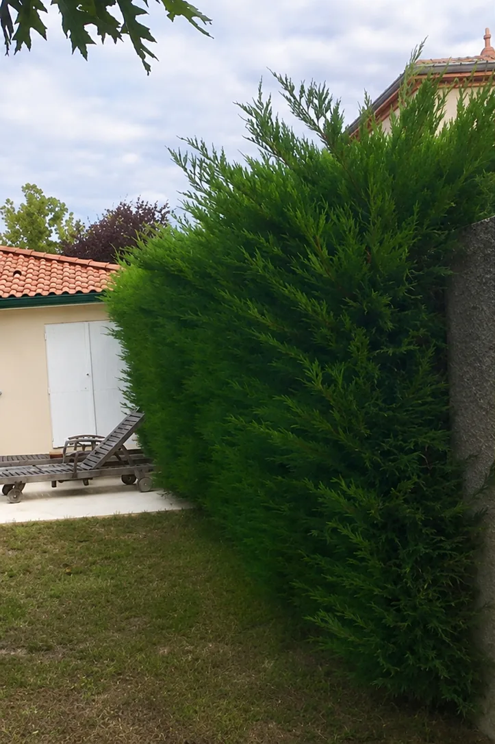 Entretien de jardin à Champagne-sur-Seine - Avant